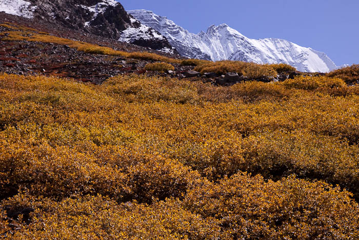 Hiking towards the Charang La