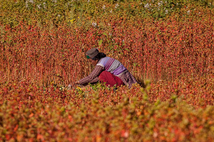 A lady from Chitkul village working in her Olga fields.