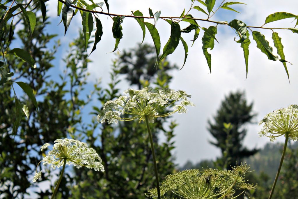 Wild himalayan flowers. Enroute Chaka meadows , Kalpa , Kinnaur