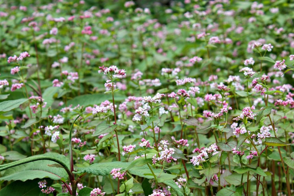 Wild flower enroute Chaka meadows , Kalpa , Kinnaur