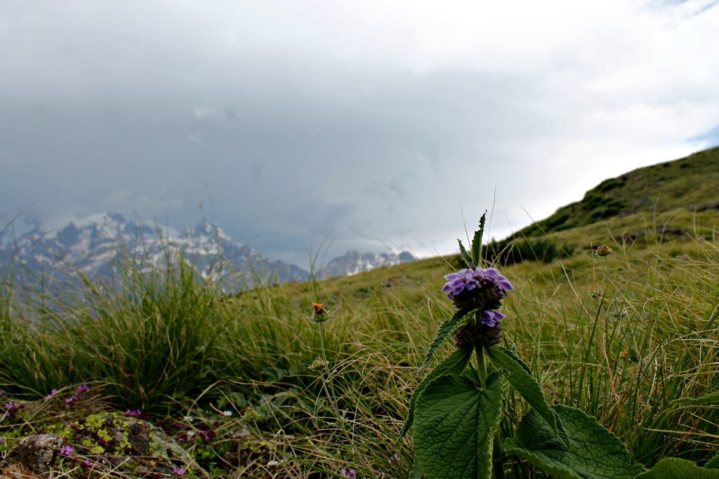 Chaka meadows , Kalpa , Kinnaur