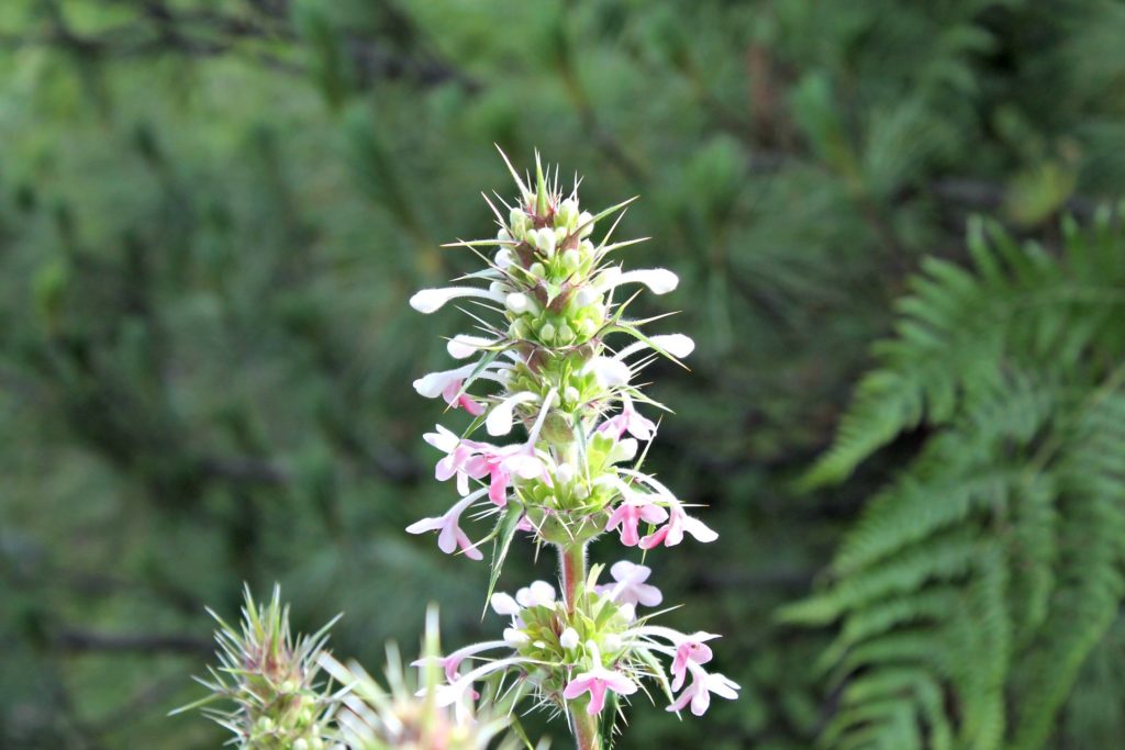 Wild flower enroute Chaka meadows , Kalpa , Kinnaur,