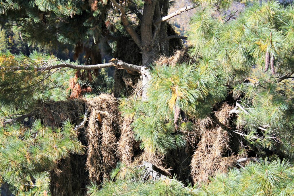 Livestock feed ( dried grass ) hanged on tree to dry and later stored for use during winter season. Chitkul , Baspa valley