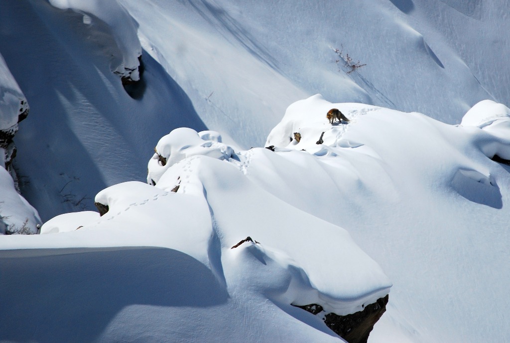 Red fox in snow