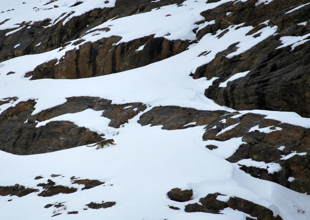 Snow leopard prowling on snow