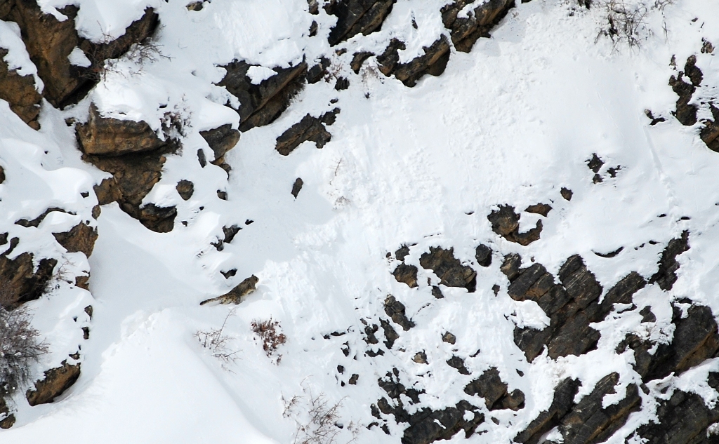 Snow leopard prowling on snowy terrain