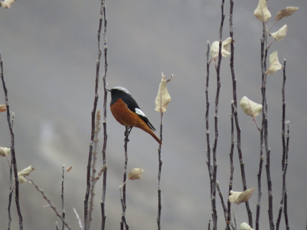 Whinchat bird perched on a apple tree branch in Tabo village