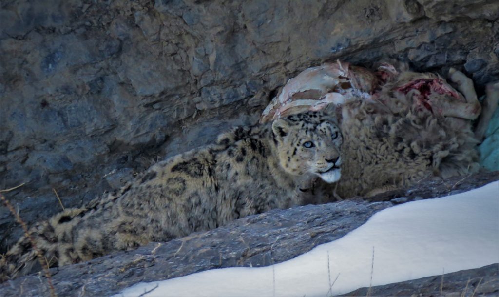 Snow leopard watching its prey