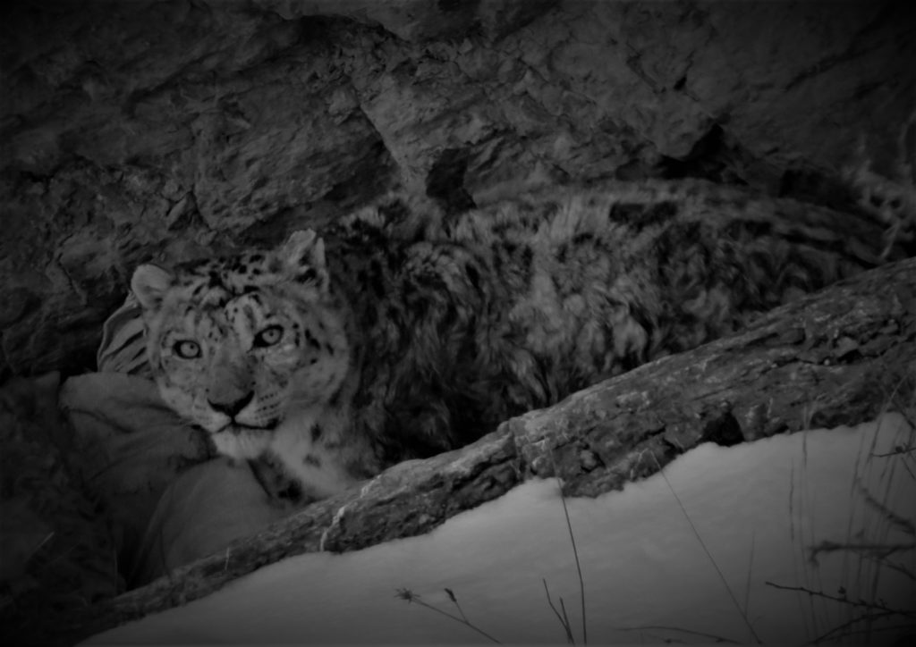 Snow leopard gazing on its prey