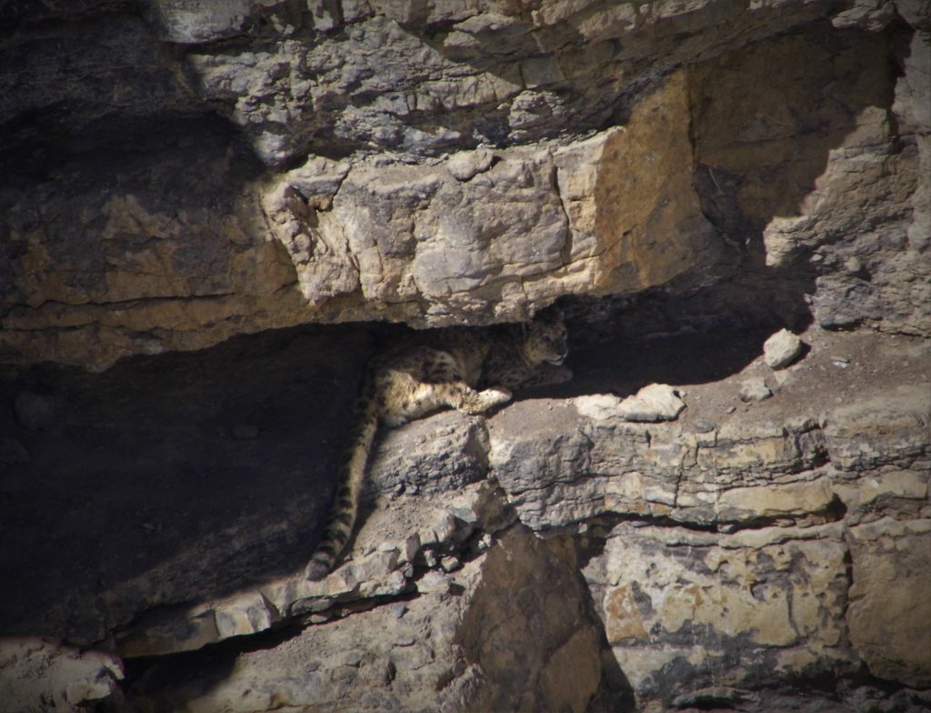 Snow leopard hiding in a cave in Kibber wildlife Sanctuary