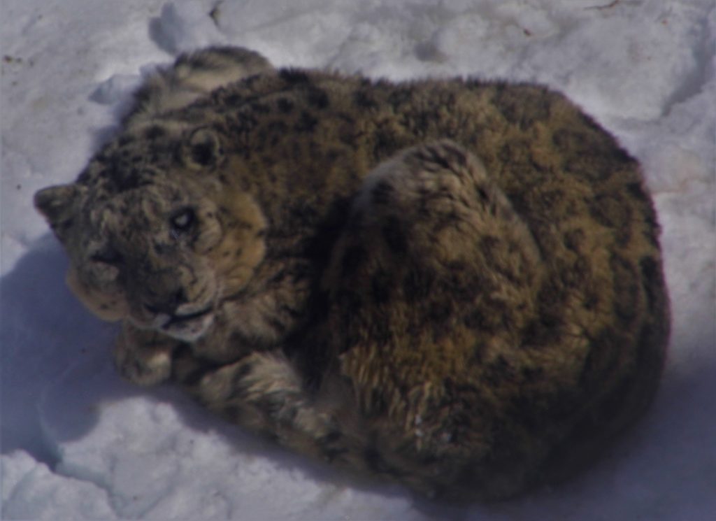 Snow leopard basking in sunshine