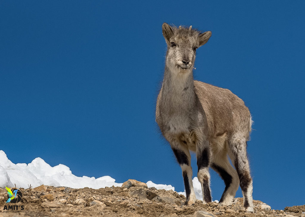 Female Bharal Sheep