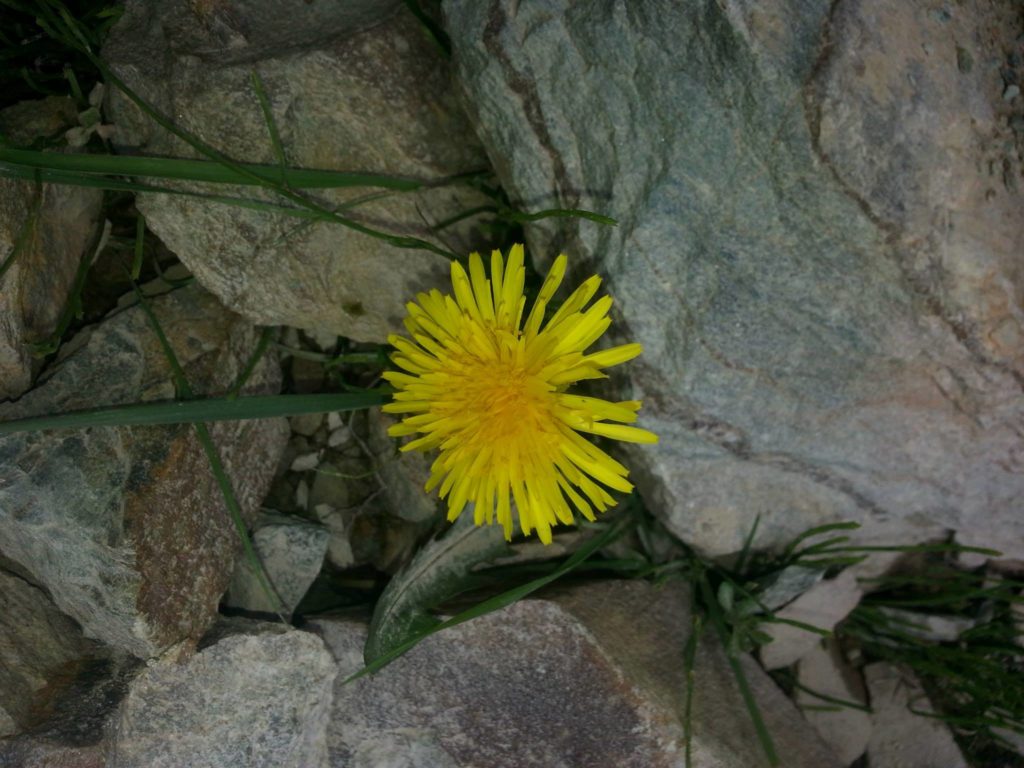 Wild Flowers out of rocks - Where there is a will there is a way