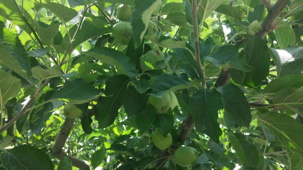 Apple Orchids - Reckong Peo