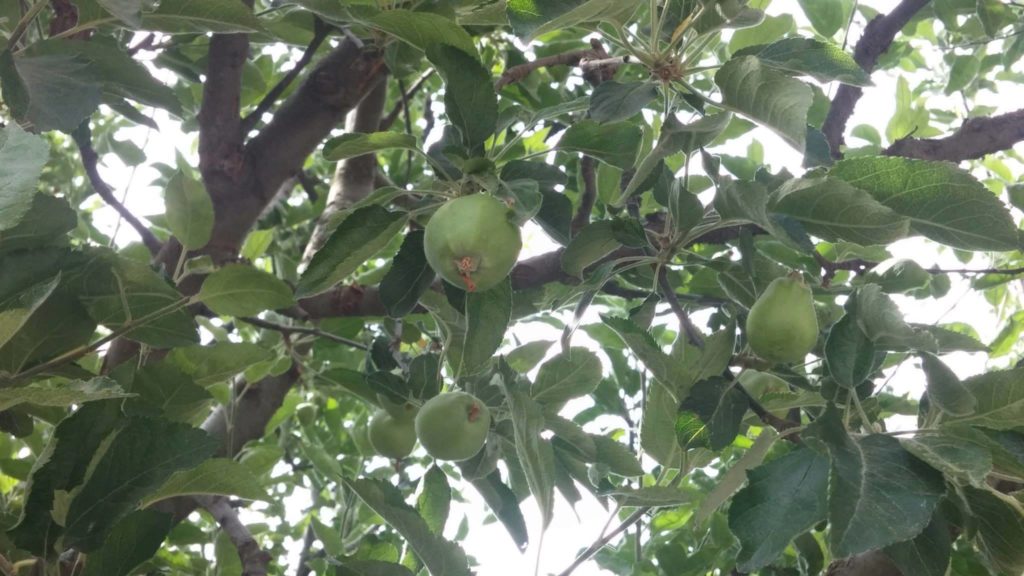 Apple Orchids - Reckong Peo