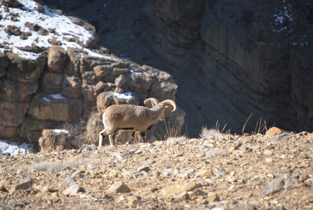 Blue sheep grazing on shrub