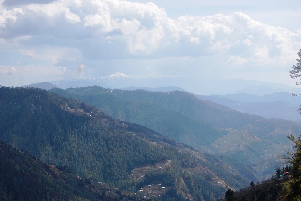 Pine forest of the lesser Himalayas - Narkanda