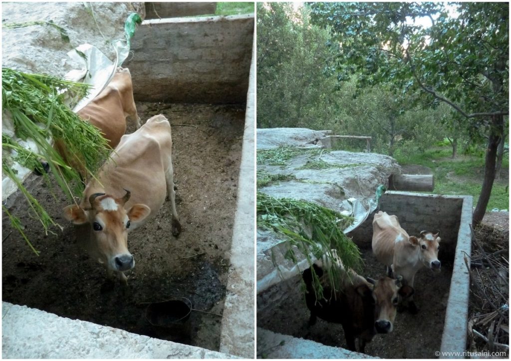 Livestock in Ropa village