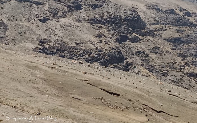 Himalayan Blue Sheep at Kedar Kharak