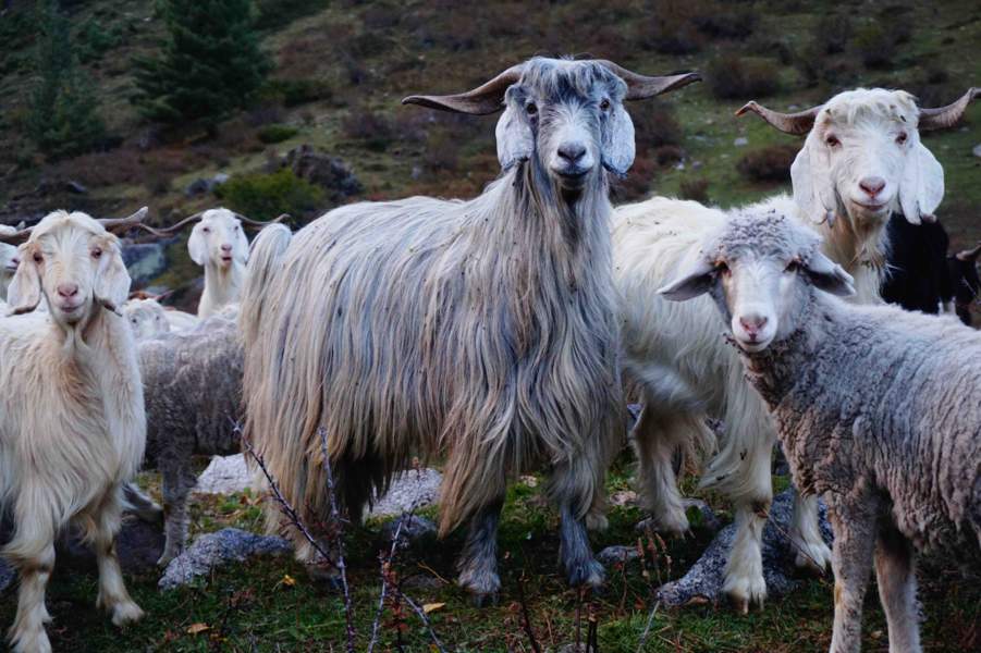 Himalayan goats near Harsil