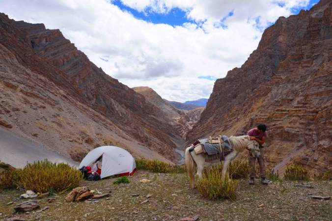 My horse reveling in abundant tufts of grass in Spiti valley
