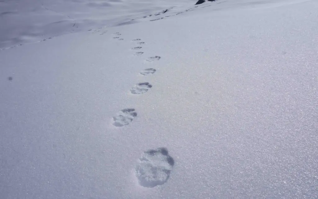 Pugmarks of a snow leopard near Charang-Chitkul pass
