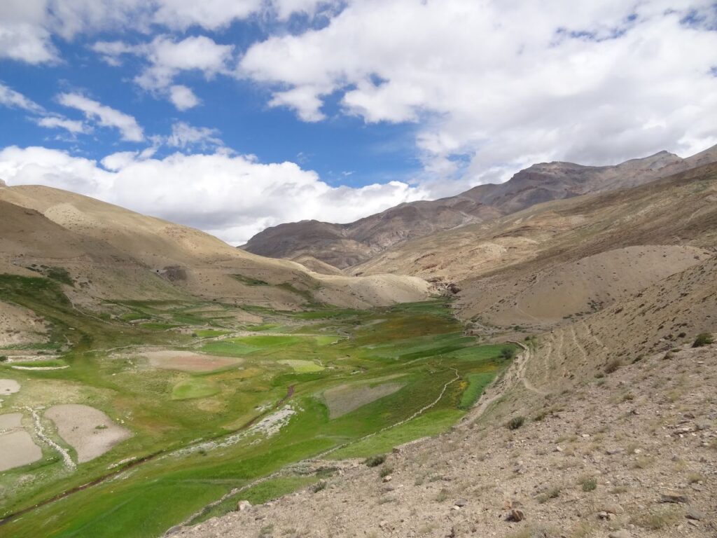 Green fields of Dumla villagers of Spiti