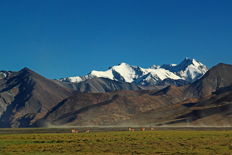 Kiangs at Tso Moriri lake