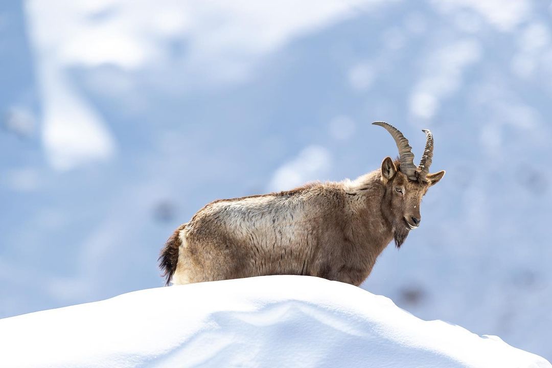 Male Himalayan Ibex in Chicham
