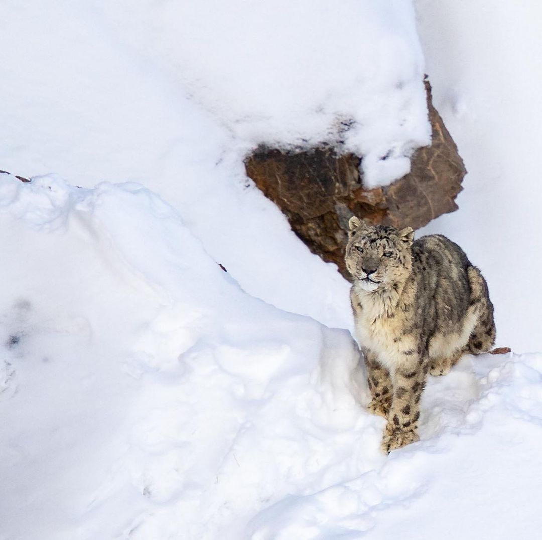 Snow leopard in Kibber