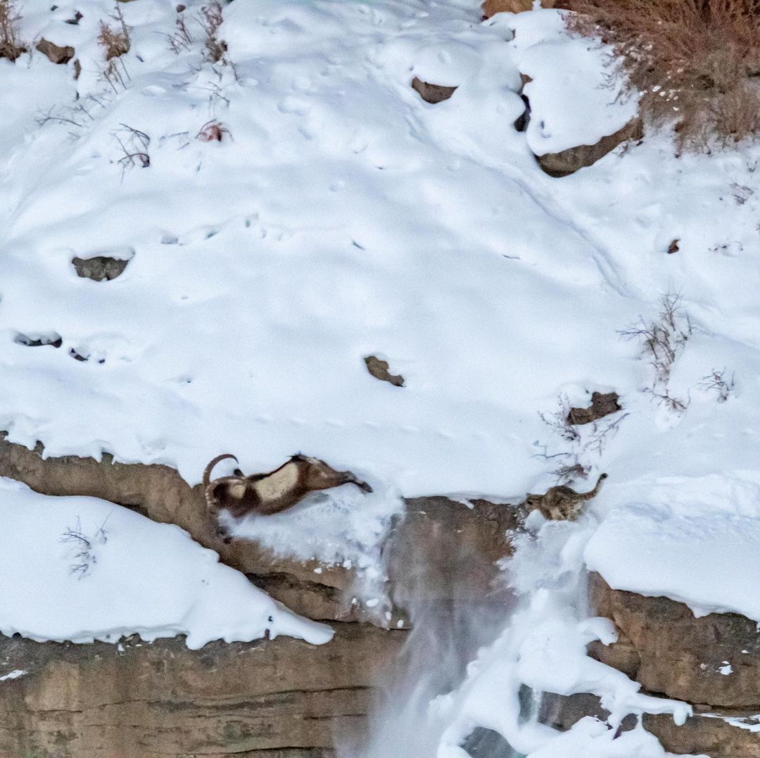 Snow leopard and Ibex duel