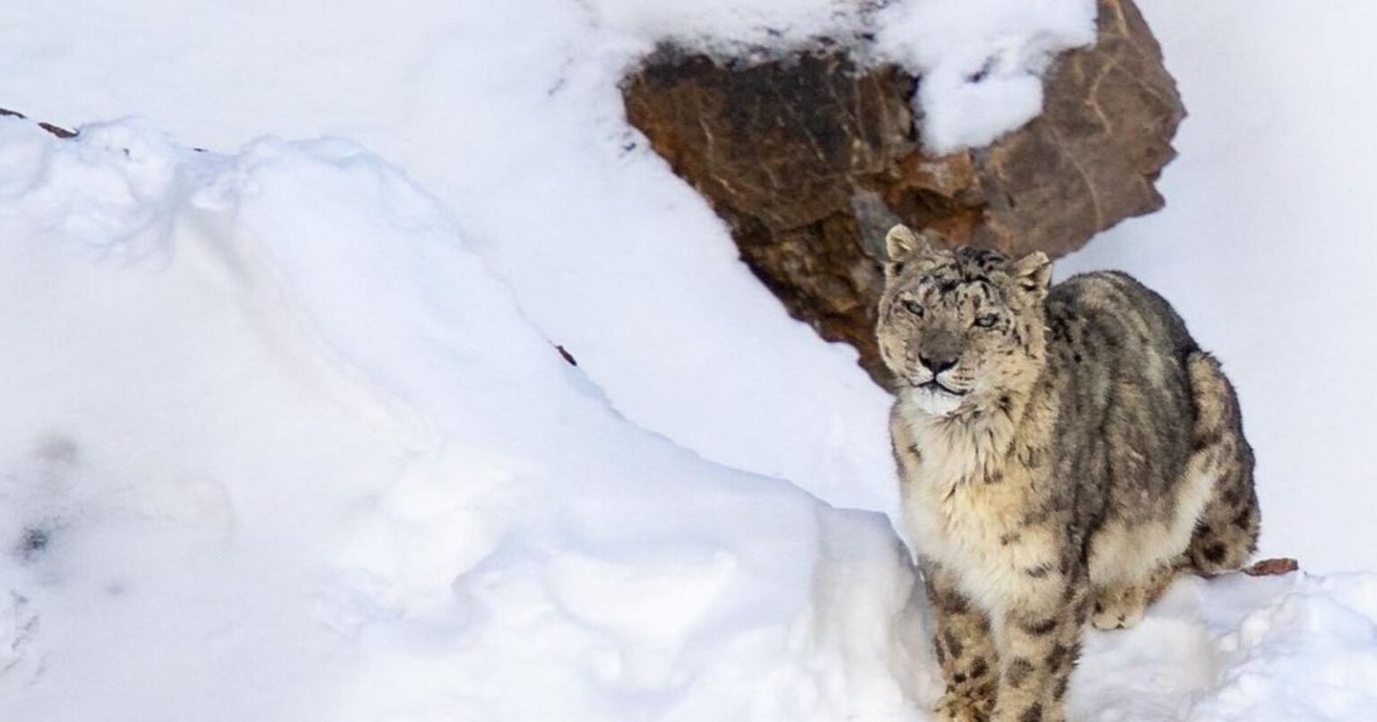 Spotting Snow Leopards Of Kibber In Spiti Valley