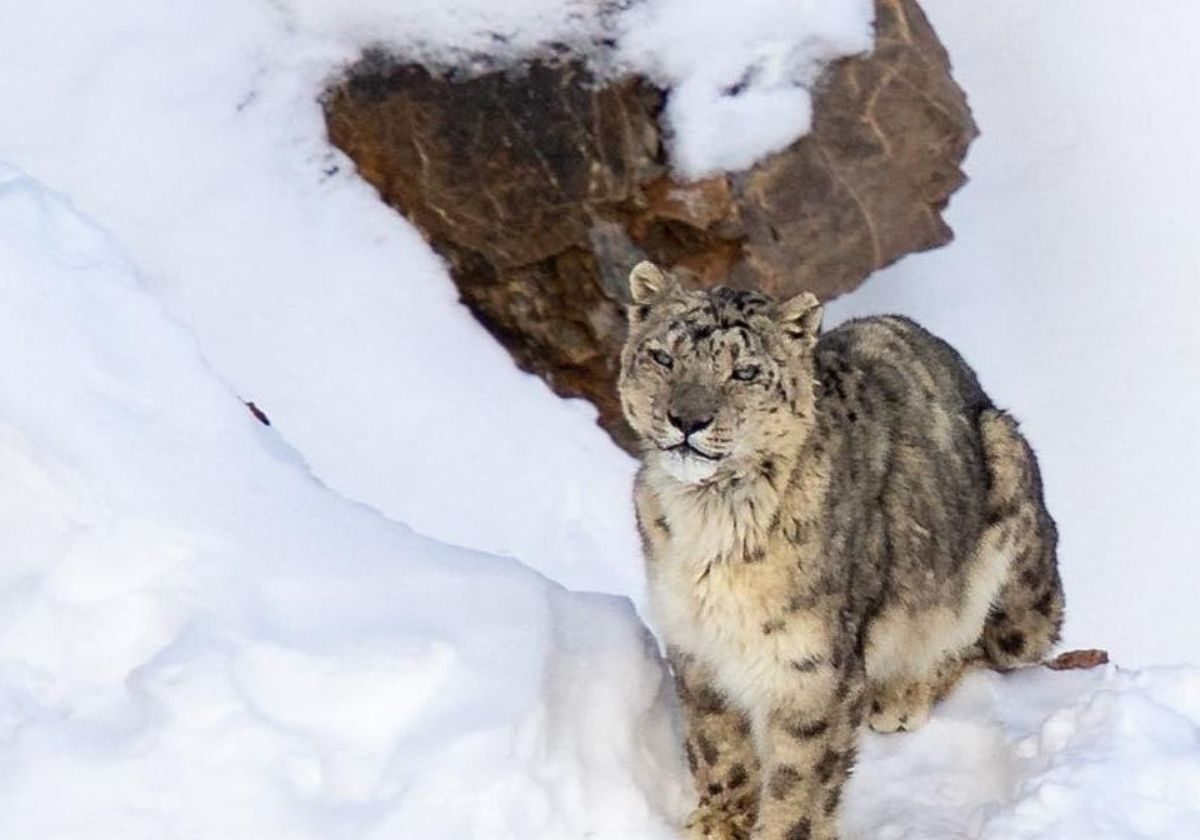 Spotting Snow Leopards Of Kibber (in Spiti Valley)