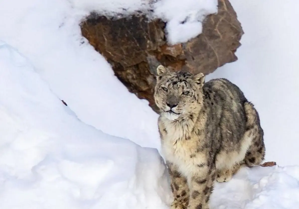 Spotting Snow Leopards Of Kibber (in Spiti Valley)