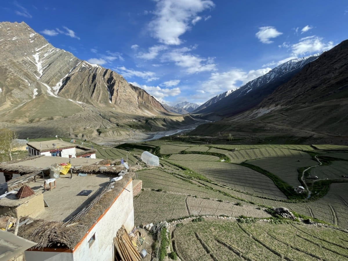 Pea fields of Mud village of Pin valley