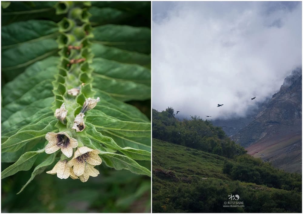 Wild flowers in Charang