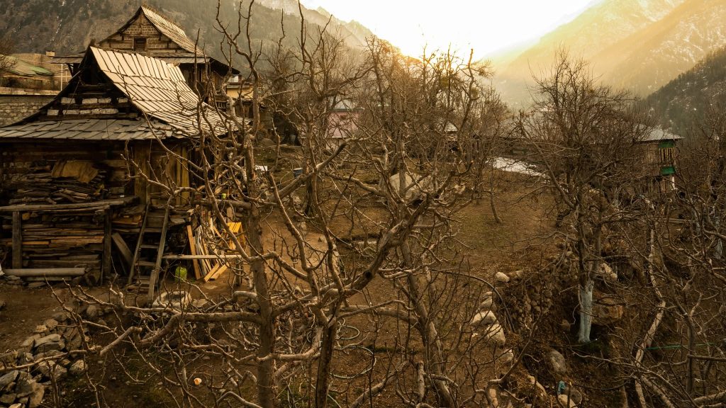 Bare apple trees in Sangla during February