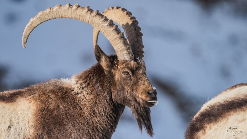 Close up of an Ibex