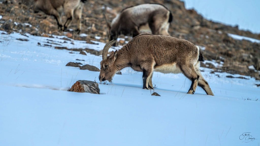 Himalayan Blue Sheep grazing on dry winter scrub