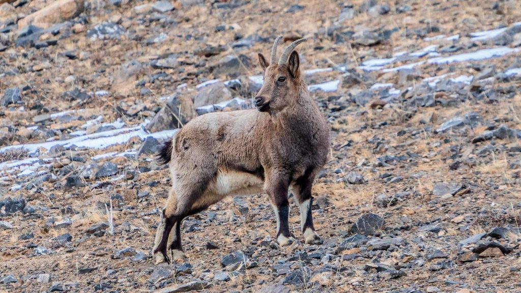 Himalayan blue sheep - Bharal
