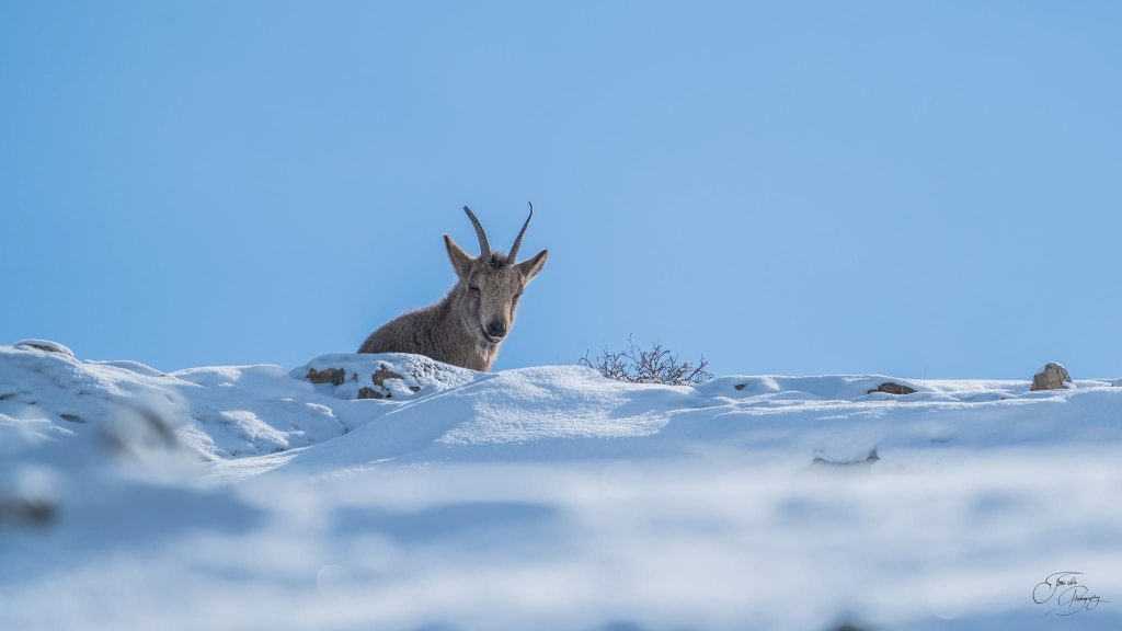 Himalayan blue sheep aka Bharal