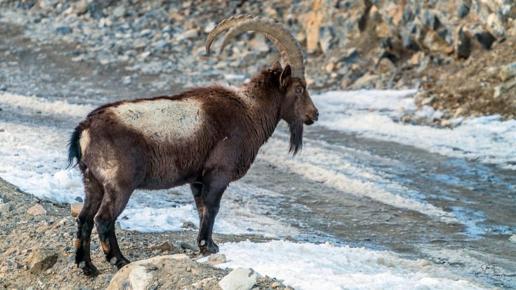 Ibex standing by an icy road