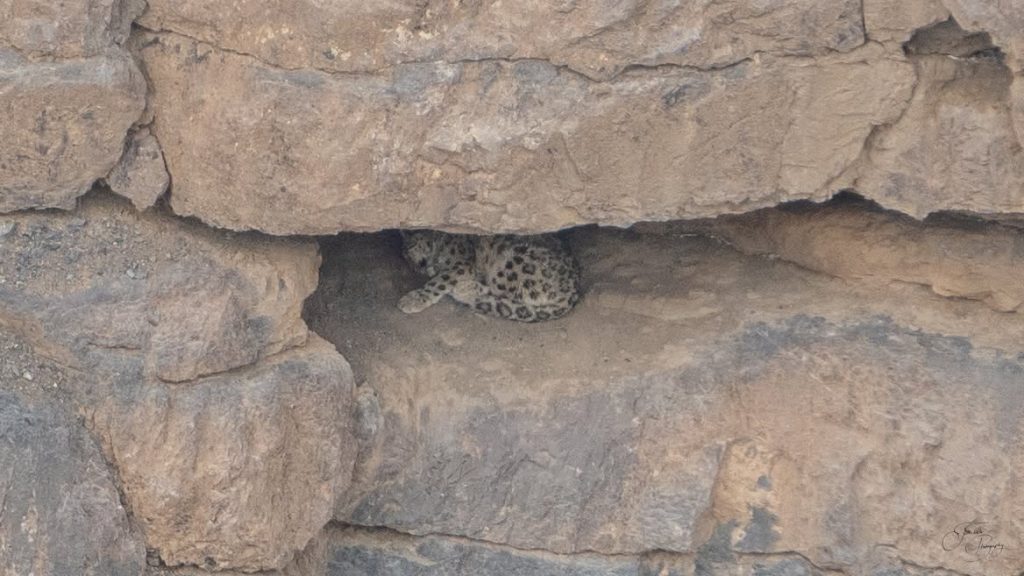 Snow leopard curled up in a rock cave