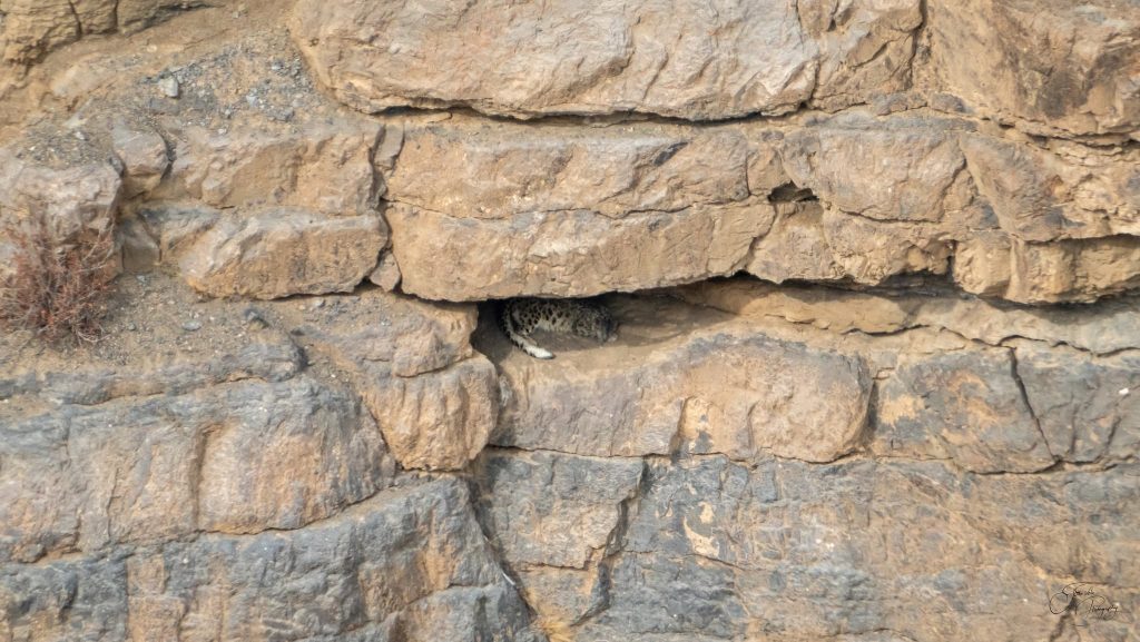 Snow leopard sleeping in a small cave