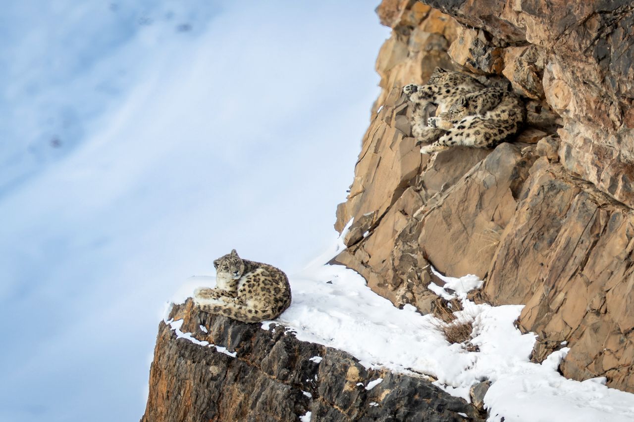 Chasing My Childhood Dream of Seeing a Snow Leopard in The Wild