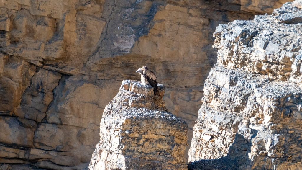 The Himalayan vulture