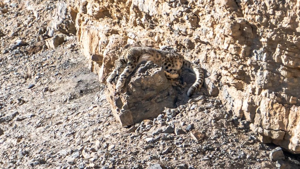 The close up of snow leopard winding down in the midday sun