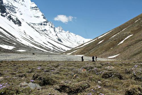 Lalanti meadows , enroute Charang - La